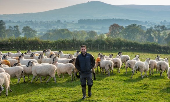 a person standing in front of a herd of sheep